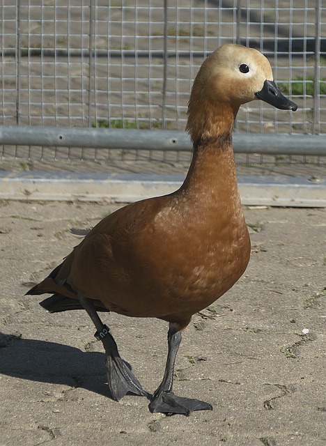 为重要